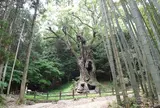 武雄神社（武雄五社大明神）