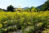 真性寺の女郎花