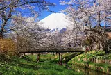 忍野 新名庄川沿いお宮橋付近の桜