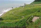 白米の千枚田