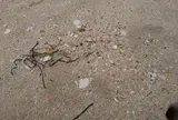増穂浦海岸