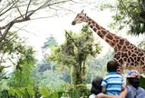 シンガポール動物園