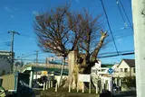海老名の大ケヤキ