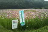 コスモス畑