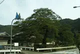 矢野の大ムクノキ