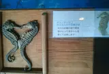 タツノオトシゴハウス