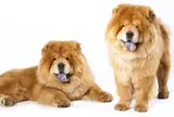 チャウチャウ【中華人民共和国】