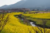 上堰潟公園【桜の名所】