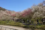 木下沢梅林