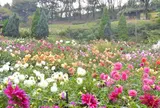 10月　町田ダリア園