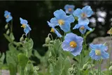 六甲高山植物園　神戸