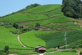 京都府景観遺産３「白栖・石寺の茶畑」