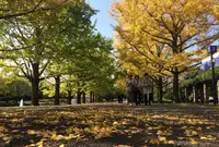 国営昭和記念公園の写真・動画_image_100508