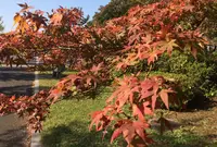 国営昭和記念公園の写真・動画_image_100509