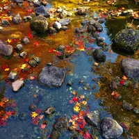 国営昭和記念公園の写真・動画_image_100513