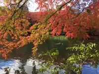 雲場池の写真・動画_image_100567