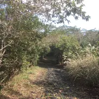 三原山ハイキングテキサスコースの写真・動画_image_101252