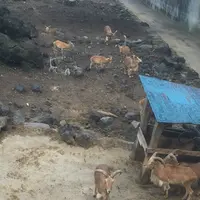 大島公園動物園の写真・動画_image_101256