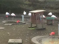 大島公園動物園の写真・動画_image_101257