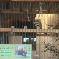 大島公園動物園の写真・動画_image_101258