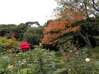 旧古河庭園の写真・動画_image_101377
