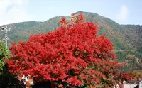 強羅駅の写真・動画_image_101396