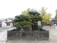 四天王寺【大阪】の写真・動画_image_101476