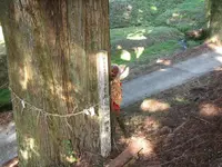 吉原神社の写真・動画_image_101482