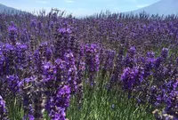 大石公園の写真・動画_image_102175