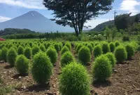 大石公園の写真・動画_image_102176