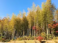 うぐいす谷温泉 竹の葉の写真・動画_image_102230