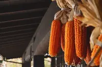 黒川温泉の写真・動画_image_102329