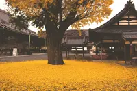 ディアンドデパートメント 京都の写真・動画_image_102873