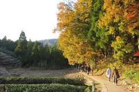 鶏足寺紅葉散策路の写真・動画_image_103309