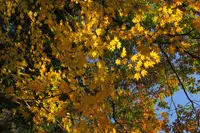 鶏足寺（旧飯福寺）の写真・動画_image_103316