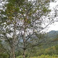 上高地の写真・動画_image_104152