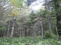 上高地の写真・動画_image_104209