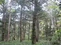 上高地の写真・動画_image_104221