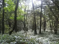 上高地の写真・動画_image_104227