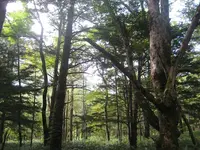 上高地の写真・動画_image_104228