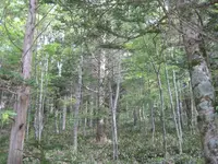 上高地の写真・動画_image_104238