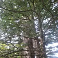 上高地の写真・動画_image_104251