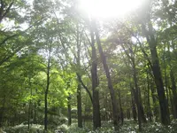 上高地の写真・動画_image_104252