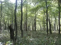 上高地の写真・動画_image_104253