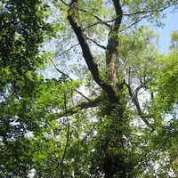 上高地の写真・動画_image_104297