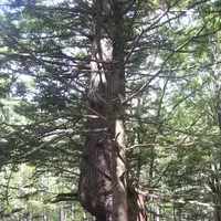 上高地の写真・動画_image_104308