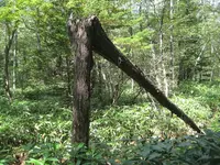 上高地の写真・動画_image_104335