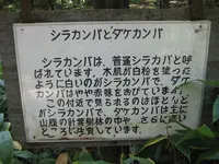 上高地の写真・動画_image_104337