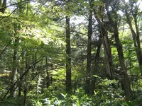 上高地の写真・動画_image_104346