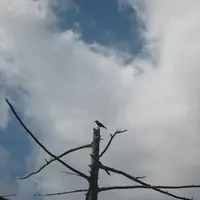 上高地の写真・動画_image_104348